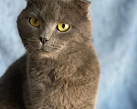 Кошки в Москве: Британская кошечка найдена на улице Девочка, Бесплатно - фото 4