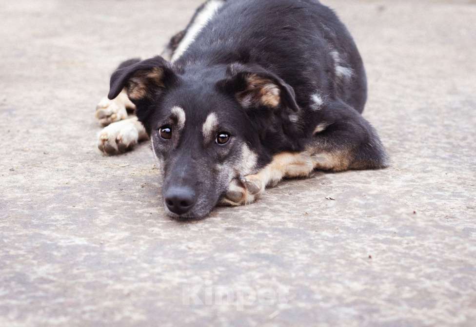 Собаки в Москве: Собака-инвалид ищет заботливые руки Девочка, Бесплатно - фото 7
