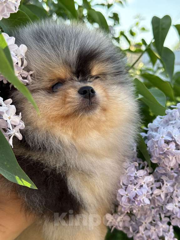 Собаки в Перми: Голубоглазые шпицули Мальчик, Бесплатно - фото 4