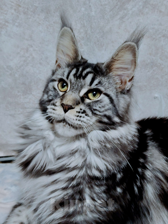 Кошки в Санкт-Петербурге: Девочка с длиннющим кисточками Девочка, 60 000 руб. - фото 5