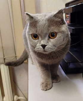 В добрые руки!