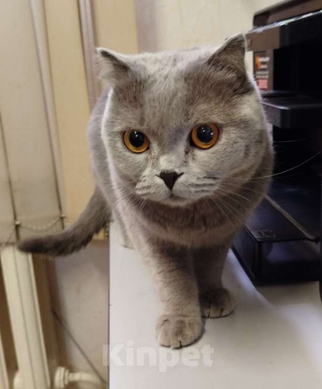 Кошки в Армавире: В добрые руки! Девочка, Бесплатно - фото 1