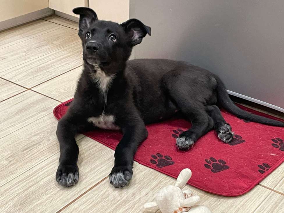 Собаки в Долгопрудном: Ищу дом! Девочка, Бесплатно - фото 2