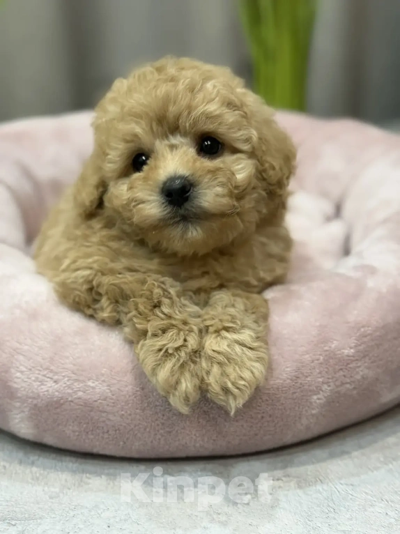 Собаки в Москве: Мальтипу - щенки  Мальчик, 170 000 руб. - фото 3