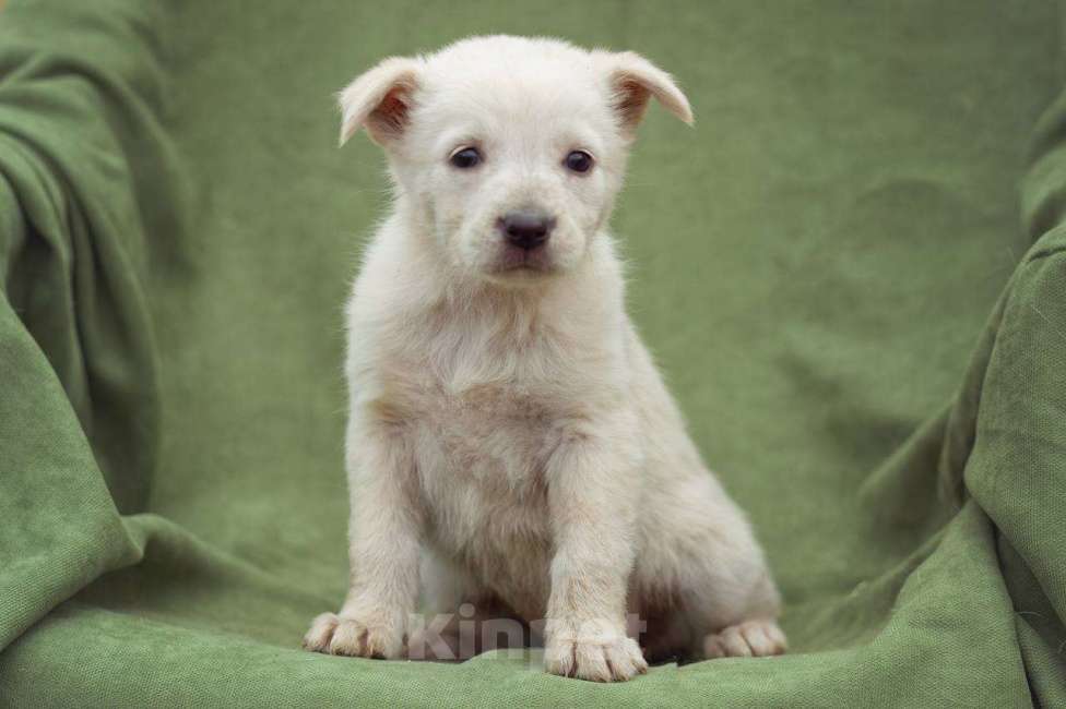 Собаки в Москве: щенок Белла в добрые руки Мальчик, Бесплатно - фото 2