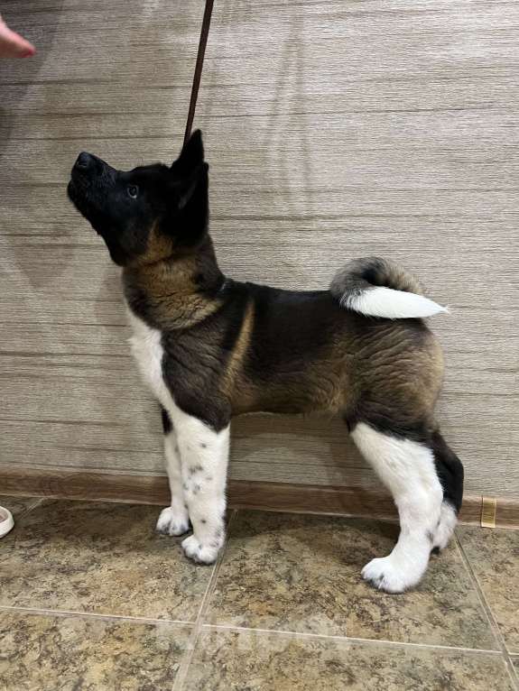 Собаки в Омске: Щенок Американской Акиты Мальчик, 50 000 руб. - фото 4