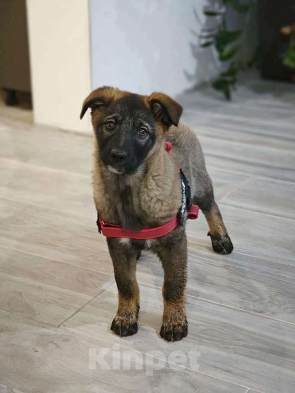 Собаки в Красногорске: Девочка Яра 3 месяца ищет дом Девочка, Бесплатно - фото 3