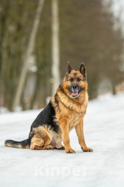Собаки в Москве: Амур Мальчик, Бесплатно - фото 2