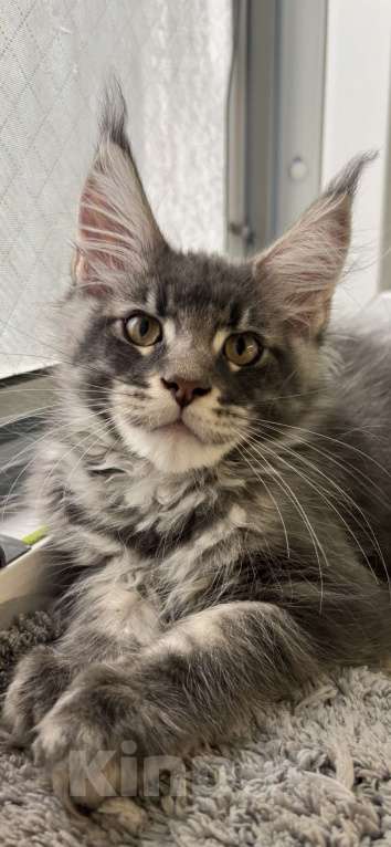 Кошки в Москве: Котик мейн-кун из питомника Status Joy Мальчик, 70 000 руб. - фото 2