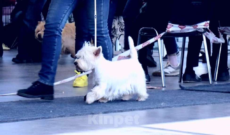 Собаки в Москве: Девочка - вестик Девочка, 30 000 руб. - фото 2