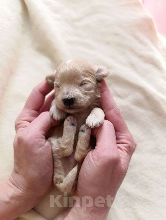 Собаки в Новосибирске: Мальтипу Девочка, 100 000 руб. - фото 6