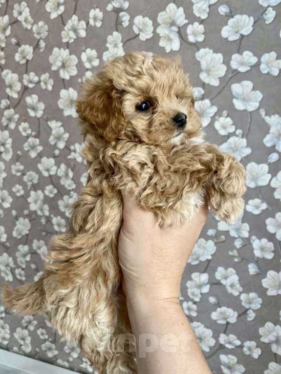 Собаки в Москве: Мальтипу девочка 2 месяца  Девочка, 200 000 руб. - фото 5