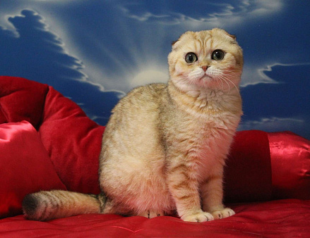 Объявление: Вислоухий котик, 15 000 руб., Клин