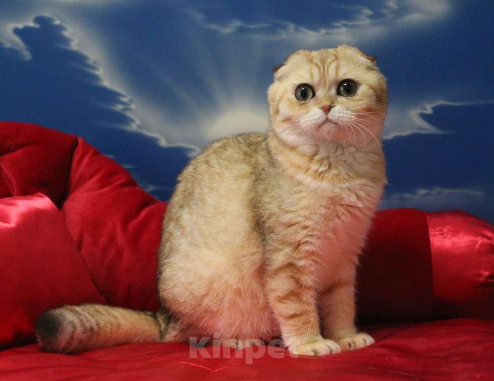 Кошки в Клине: Вислоухий котик Мальчик, 15 000 руб. - фото 1