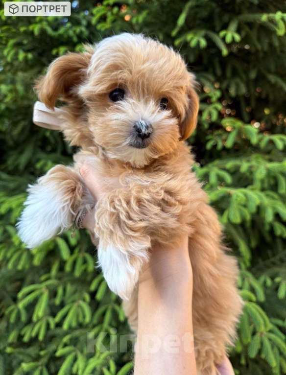 Собаки в Москве: Мальтипу кукольная девочка Девочка, 200 000 руб. - фото 3