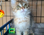 Кошки в Москве: Котёнок красивого окраса в добрые руки Мальчик, Бесплатно - фото 8