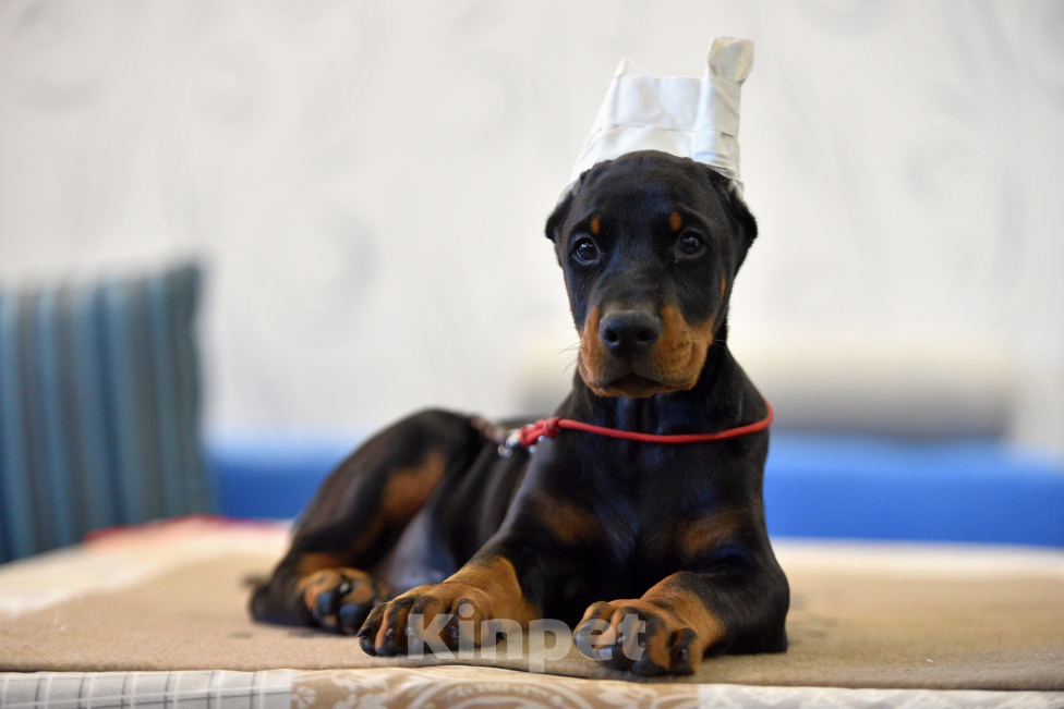 Собаки в Москве: Готов к переезду 2.5 месяца Разнополые, 100 000 руб. - фото 4