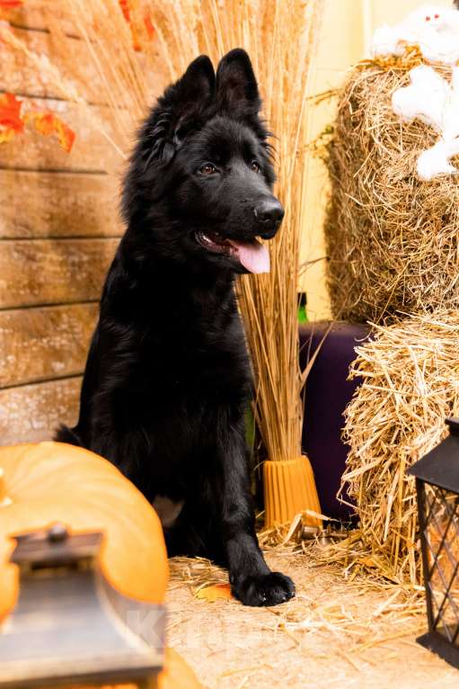 Собаки в Сергиеве Посаде: Немецкая Овчарка длинношерстна  Девочка, 80 000 руб. - фото 2