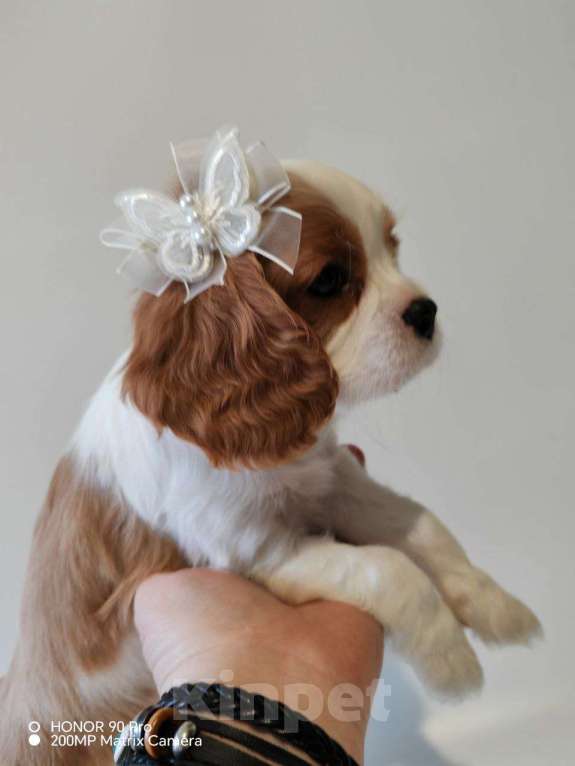 Собаки в других городах Московской области: Девочка кавалер Кинг Чарльз спаниель Девочка, 130 000 руб. - фото 5