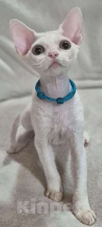 Кошки в Москве: Девончик белый Мальчик, Бесплатно - фото 4