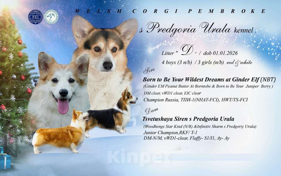 Собаки в Перми: Щенки вельш-корги Разнополые, 60 000 руб. - фото 5