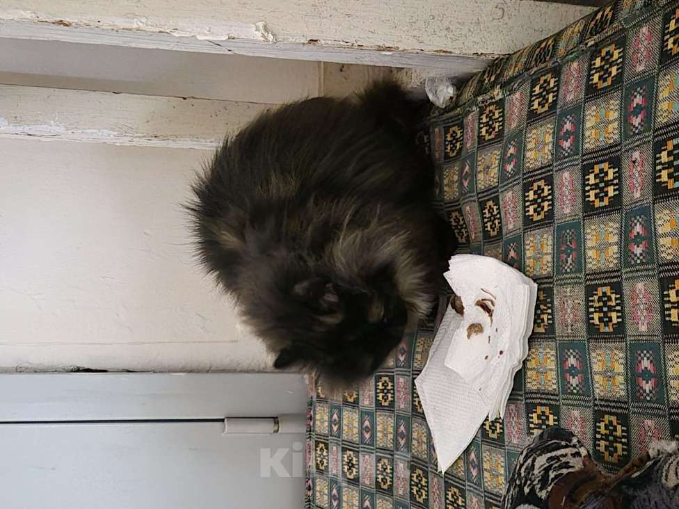 Кошки в Томске: Найдена кошка Девочка, Бесплатно - фото 3