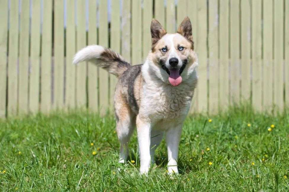 Собаки в Москве: Алмаз Мальчик, Бесплатно - фото 3