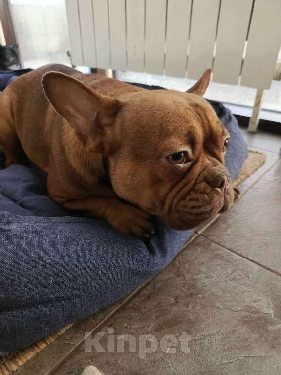 Собаки в Тюмени: французский бульдог девочка Девочка, Бесплатно - фото 6