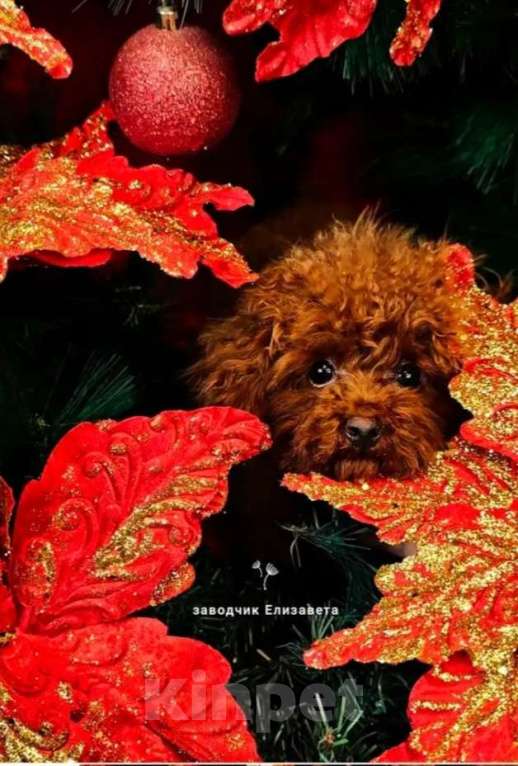 Собаки в Воронеже: Вязка той-пудель РКФ КИТАЙ  Мальчик, 35 000 руб. - фото 1