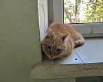 Кошки в Москве: Найден рыжий кот  Мальчик, 1 руб. - фото 1