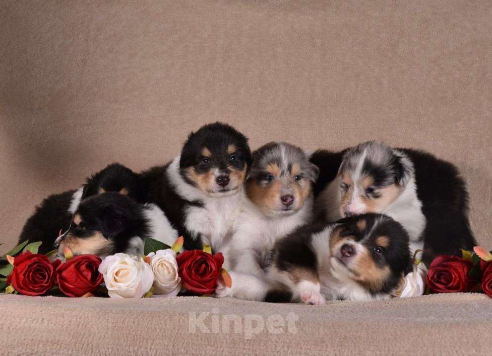 Собаки в Новосибирске: Щенки колли.высокопородные щенки колли.ДокументыРКФветпаспортОчень перспективные о Мальчик, 60 000 руб. - фото 6