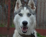 Собаки в Краснодаре: Кобель Хаски Мальчик, 1 руб. - фото 1