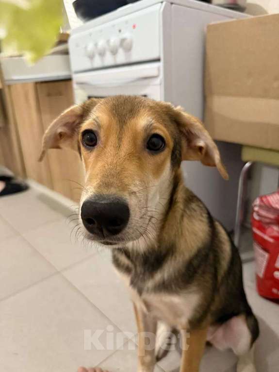 Собаки в Москве: Собачка Агата 9 мес. Девочка, Бесплатно - фото 3