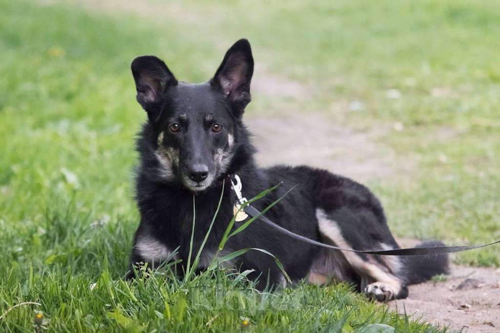 Собаки в других городах Московской области: Стеша ищет семью Девочка, Бесплатно - фото 3