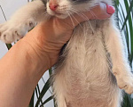 Кошки в Санкт-Петербурге: Котята 1.5 месяца Разнополые, Бесплатно - фото 8