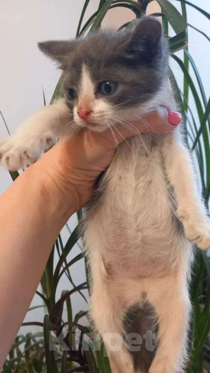 Кошки в Санкт-Петербурге: Котята 1.5 месяца Разнополые, Бесплатно - фото 8