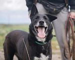 Собаки в Клине: Уникальная Шерри Девочка, Бесплатно - фото 3
