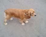 Собаки в Омске: Вязка за щенка, 1 руб. - фото 6