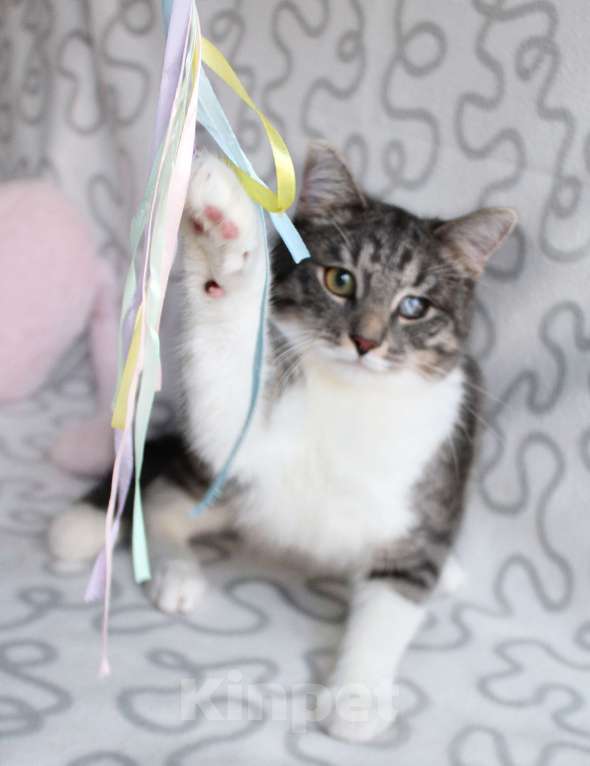 Кошки в Москве: Котя и Масик Мальчик, Бесплатно - фото 8