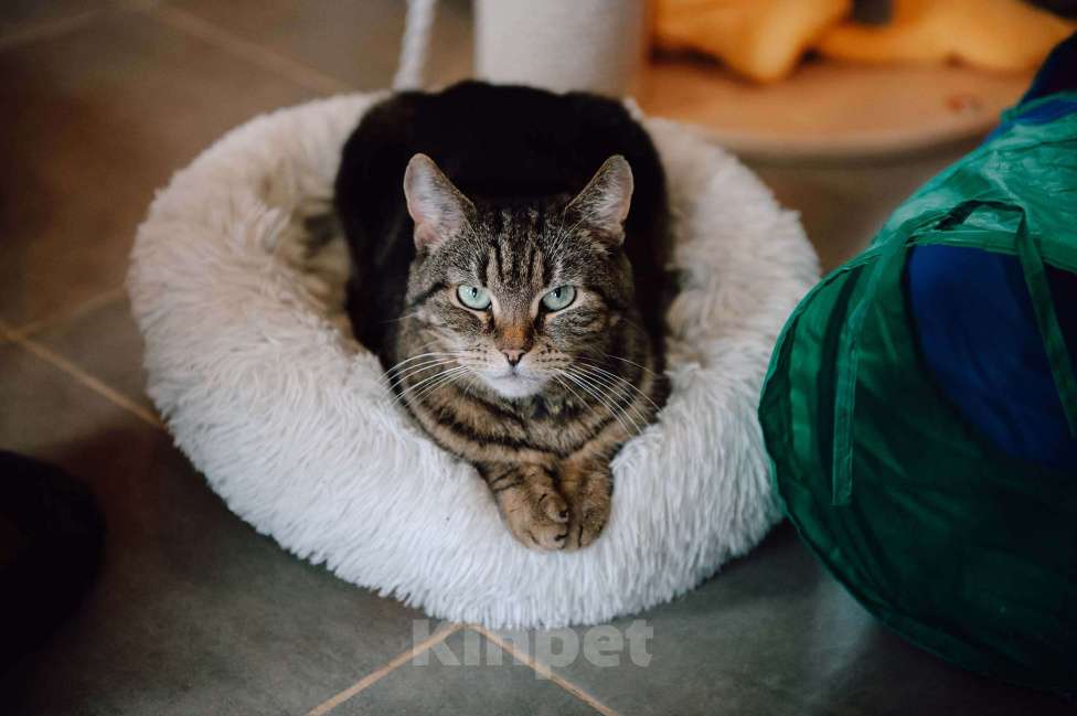 Кошки в других городах Московской области: Тигра в поисках дома Девочка, Бесплатно - фото 3