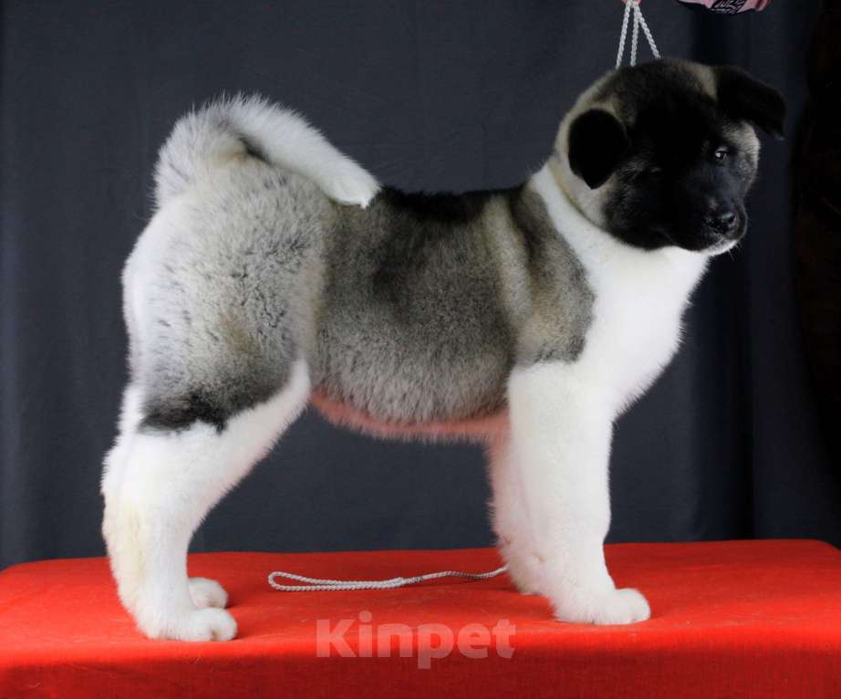 Собаки в других городах Ленинградской области: Щенок Американской акиты, для семьи и выставок. Мальчик, 80 000 руб. - фото 3