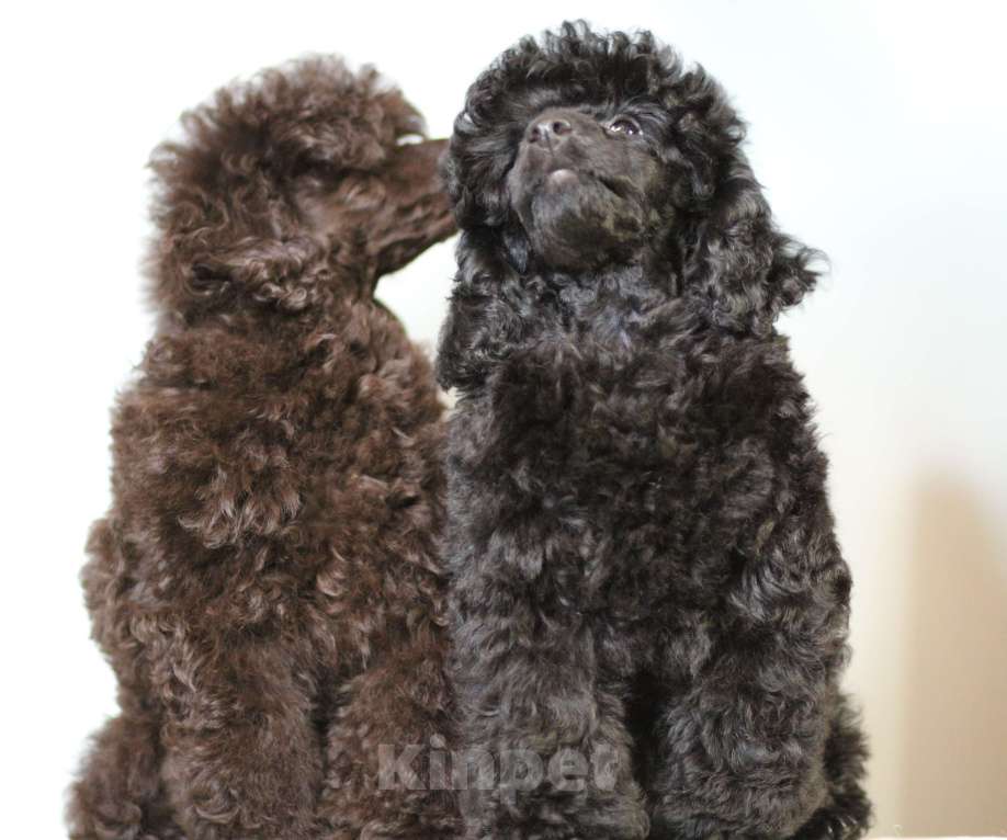 Собаки в Москве: той пудель  Мальчик, 120 000 руб. - фото 2