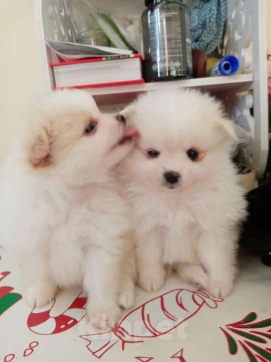 Собаки в Якутске: Немецкий щпиц  Мальчик, 30 000 руб. - фото 2