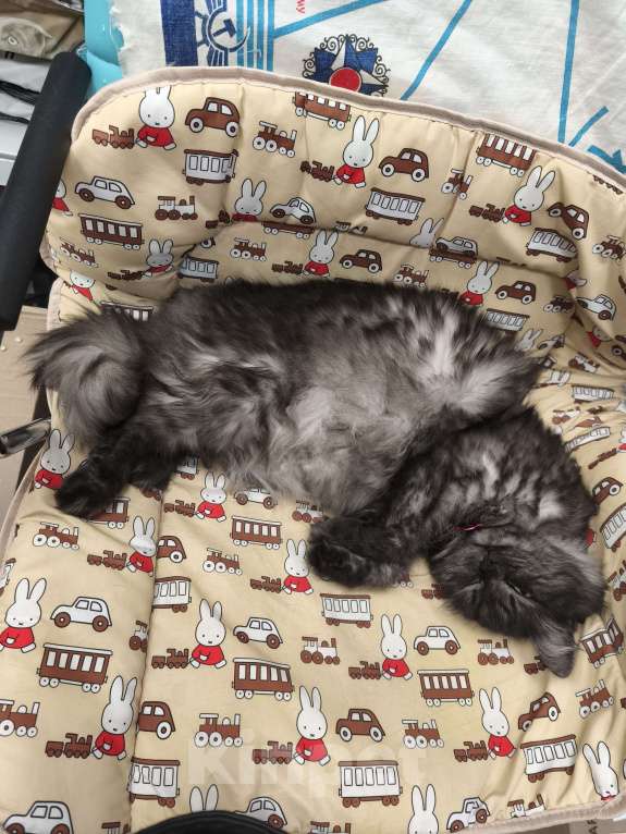 Кошки в Москве: кошка Тучка ищет дом Девочка, Бесплатно - фото 4