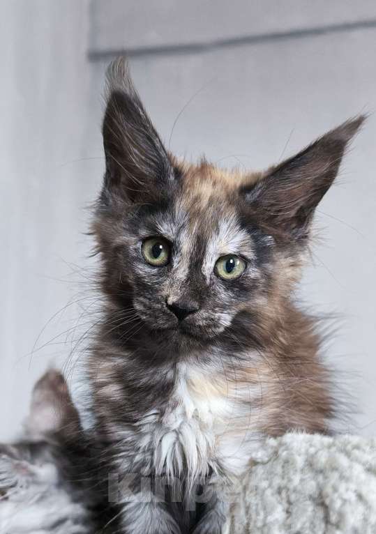 Кошки в Кемерово: Пинки Пай девочка Мейн-кун Девочка, 15 000 руб. - фото 1