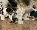 Собаки в Белорецке: Щенки жесткошерстного фокстерьера Мальчик, 6 000 руб. - фото 6