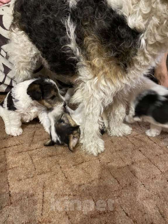 Собаки в Белорецке: Щенки жесткошерстного фокстерьера Мальчик, 6 000 руб. - фото 6