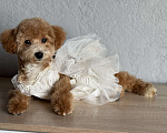 Собаки в Новосибирске: Щенок мальтипу, девочка Девочка, 45 000 руб. - фото 1