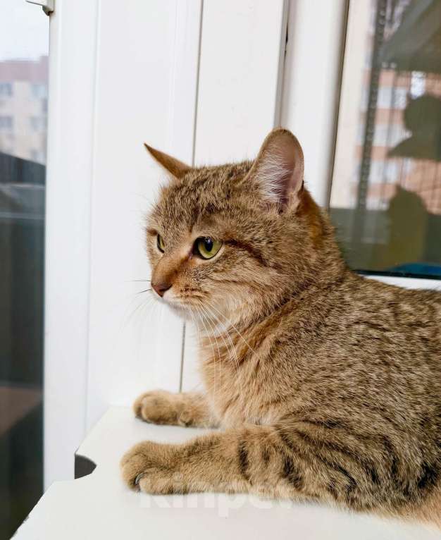 Кошки в Москве: Чудо-кошка полосатка Тиффани в добрые руки Девочка, Бесплатно - фото 3