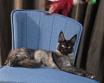Кошки в Краснодаре: Котенок Мейн-кун Девочка, 50 000 руб. - фото 9